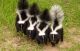Skunk Animals for sale in Atlanta, GA, USA. price: NA