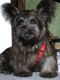 Skye Terrier Puppies for sale in Atlanta, GA, USA. price: NA