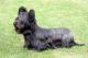 Skye Terrier Puppies for sale in OR-99W, McMinnville, OR 97128, USA. price: NA