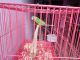 Slaty-headed Parakeet Birds for sale in Rourkela, Odisha, India. price: 600 INR