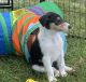 Smooth Collie Puppies