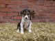 Smooth Collie Puppies for sale in Missiouri CC, Elsberry, MO 63343, USA. price: NA