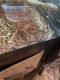 Snake Reptiles for sale in Perris, CA, USA. price: NA