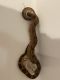 Snake Reptiles for sale in Chester, VA, USA. price: $200