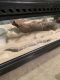 Snake Reptiles for sale in Thousand Oaks, CA, USA. price: $200