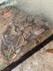 Snake Reptiles for sale in Daytona Beach, FL, USA. price: $100