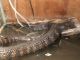 Snake Reptiles for sale in Lorain, OH 44052, USA. price: NA