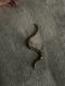 Snake Reptiles for sale in Boston, MA, USA. price: $175