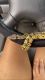 Snake Reptiles for sale in 2512 Blacksburg Rd, Grover, NC 28073, USA. price: $700