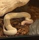 Snake Reptiles for sale in City of Industry, CA, USA. price: NA