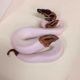 Snake Reptiles for sale in Tacoma, WA, USA. price: NA