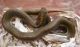 Snake Reptiles for sale in Abiquiu, NM 87510, USA. price: NA