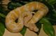 Snake Reptiles for sale in San Jose, CA, USA. price: $300