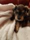 Snorkie Puppies for sale in Jefferson, TX 75657, USA. price: $500