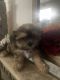 Snorkie Puppies for sale in Hialeah, FL, USA. price: $1,200