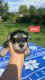 Snorkie Puppies for sale in 14232 Molly Pitcher Hwy, Greencastle, PA 17225, USA. price: $400