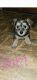 Snorkie Puppies for sale in Greensburg, KY 42743, USA. price: $650