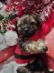 Snorkie Puppies for sale in Weatherford, TX, USA. price: $600