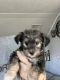 Snorkie Puppies for sale in Seguin, TX 78155, USA. price: $600