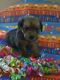 Snorkie Puppies for sale in Houston, TX, USA. price: NA