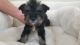 Snorkie Puppies for sale in Orange County, CA, USA. price: $1,350