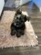 Snorkie Puppies for sale in Woodstock, GA, USA. price: NA