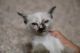 Snowshoe Cats for sale in El Paso, TX, USA. price: $300