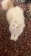 Snowshoe Cats for sale in Wylie, TX 75098, USA. price: $100