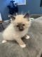 Snowshoe Cats for sale in Adams, WI 53910, USA. price: NA