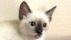 Snowshoe Cats for sale in Miami, FL, USA. price: $900