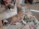Snowshoe Cats for sale in San Jacinto, California. price: $150