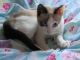 Snowshoe Cats for sale in Lexington, KY, USA. price: NA