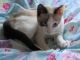 Snowshoe Cats for sale in Altheimer, AR 72004, USA. price: NA