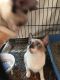 Snowshoe Cats for sale in Sussex, NJ 07461, USA. price: $400