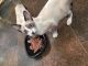 Snowshoe Cats for sale in Sussex, NJ 07461, USA. price: NA
