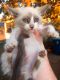 Snowshoe Cats for sale in Fremont, OH 43420, USA. price: $450