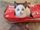 Snowshoe Cats for sale in Copiague, NY, USA. price: NA