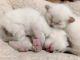 Snowshoe Cats