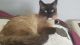 Snowshoe Cats for sale in Seymour, WI 54165, USA. price: NA