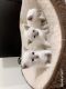 Snowshoe Cats for sale in Queens, NY, USA. price: NA