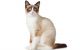 Snowshoe Cats for sale in Factoryville, PA 18419, USA. price: NA