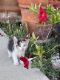 Snowshoe Cats for sale in La Verne, CA 91750, USA. price: $120