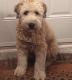 Soft-Coated Wheaten Terrier Puppies for sale in Billings, MO 65610, USA. price: NA