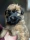 Soft-Coated Wheaten Terrier Puppies for sale in Jackson, OH 45640, USA. price: $1,200