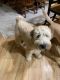 Soft-Coated Wheaten Terrier Puppies for sale in West Bend, WI 53090, USA. price: $1,600