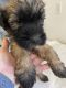 Soft-Coated Wheaten Terrier Puppies for sale in Mt Vernon, OH 43050, USA. price: $1,200