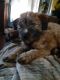 Soft-Coated Wheaten Terrier Puppies for sale in Crawfordsville, IN 47933, USA. price: $800
