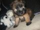 Soft-Coated Wheaten Terrier Puppies for sale in Harrison, SD 57344, USA. price: $900