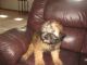 Soft-Coated Wheaten Terrier Puppies for sale in Harrison, SD 57344, USA. price: $950