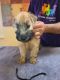 Soft-Coated Wheaten Terrier Puppies for sale in Dallas, TX, USA. price: $3,000